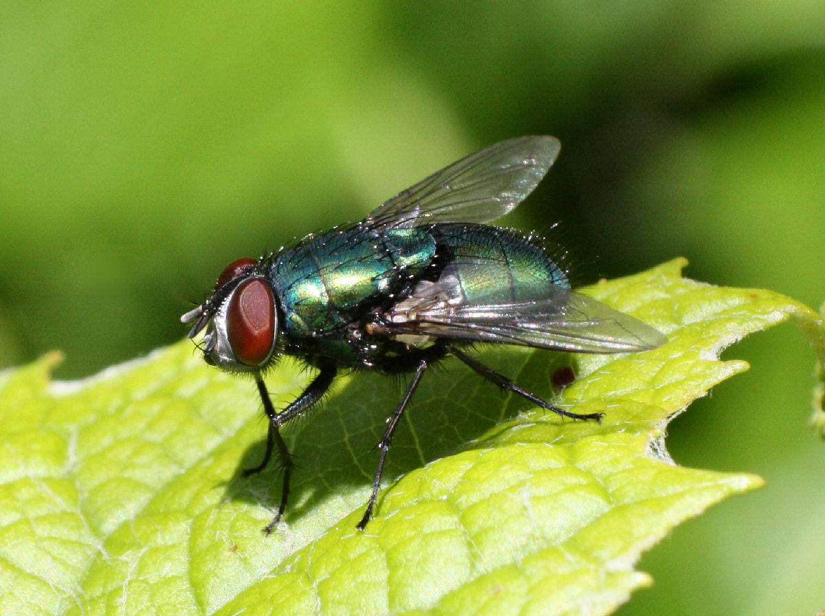 mosca verde da identificare